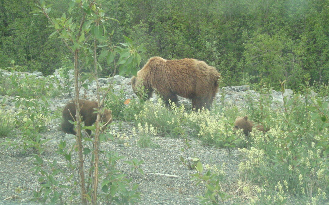 Grizzly Bear and cub