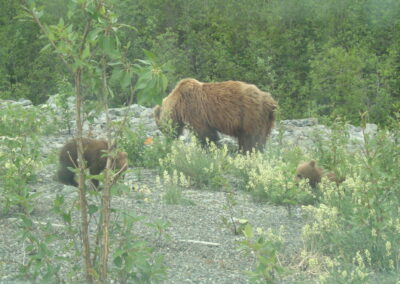 Grizzly Bear and cub