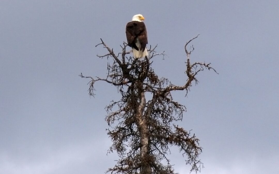 Bald eagle