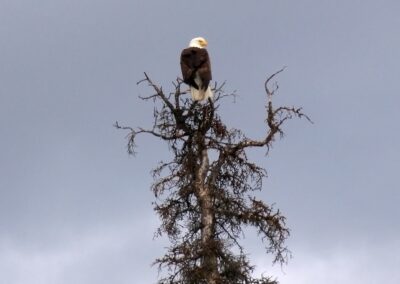 Bald eagle