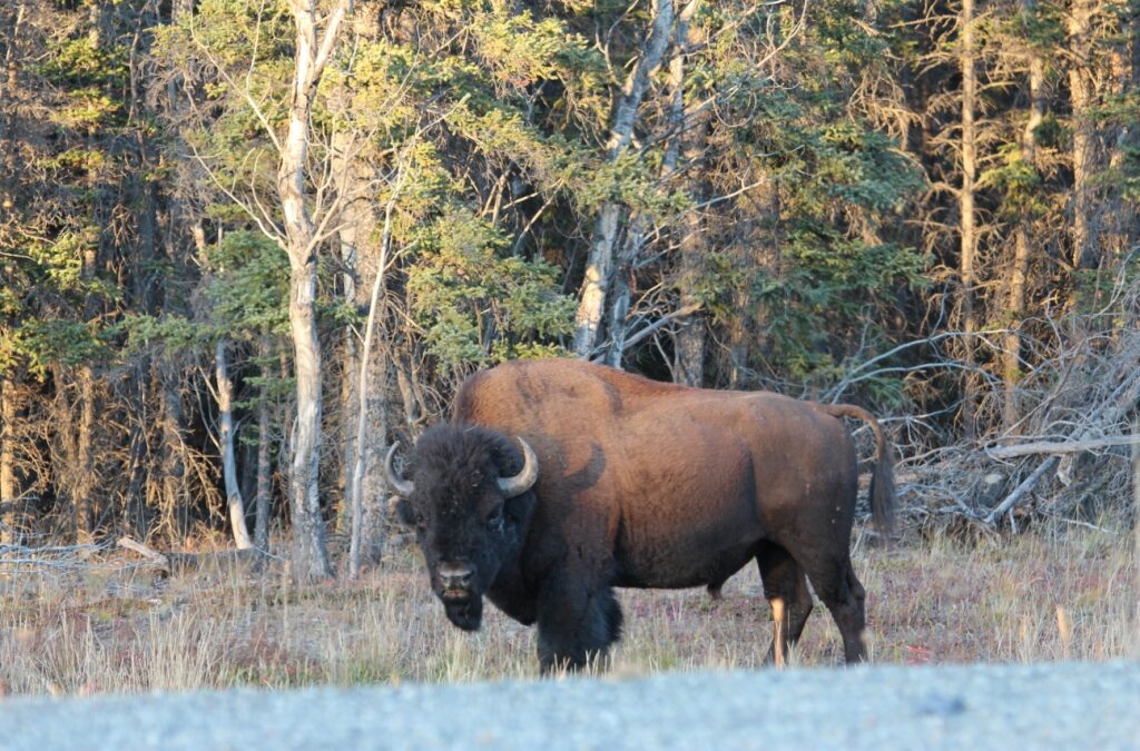 Bison