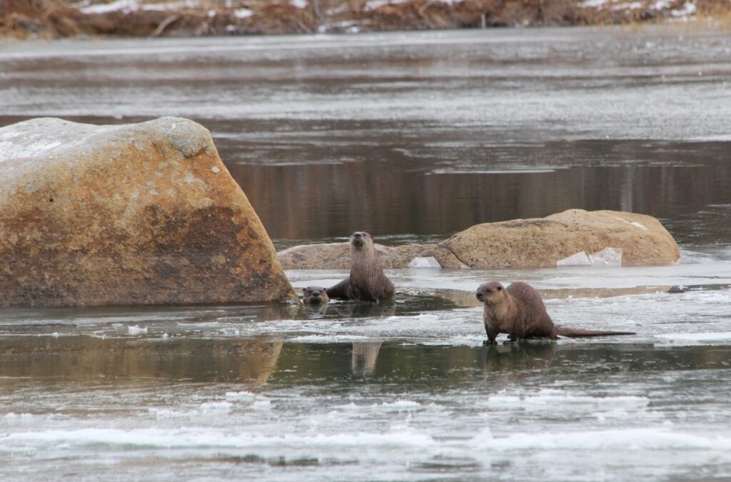 Otter