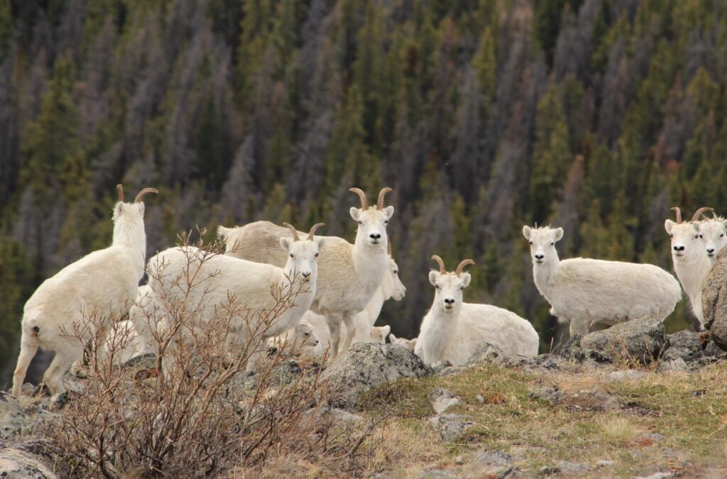 Dall Sheep