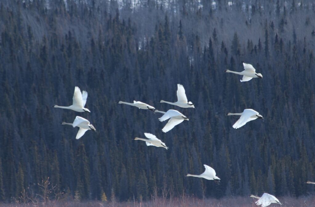 Trumpeters